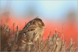 <p>VRABEC DOMÁCÍ (Passer domesticus) /House sparrow - Haussperling/</p>